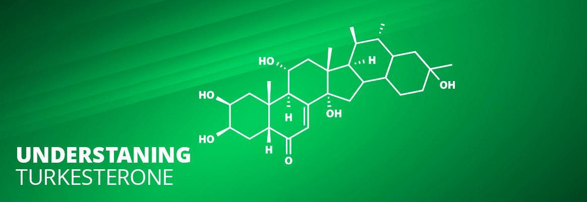 Understanding Turkesterone, What Are The Benefits?